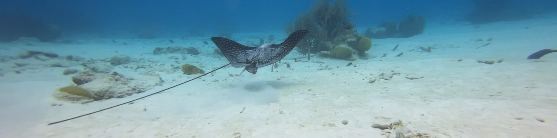 Bonaire-Stingray